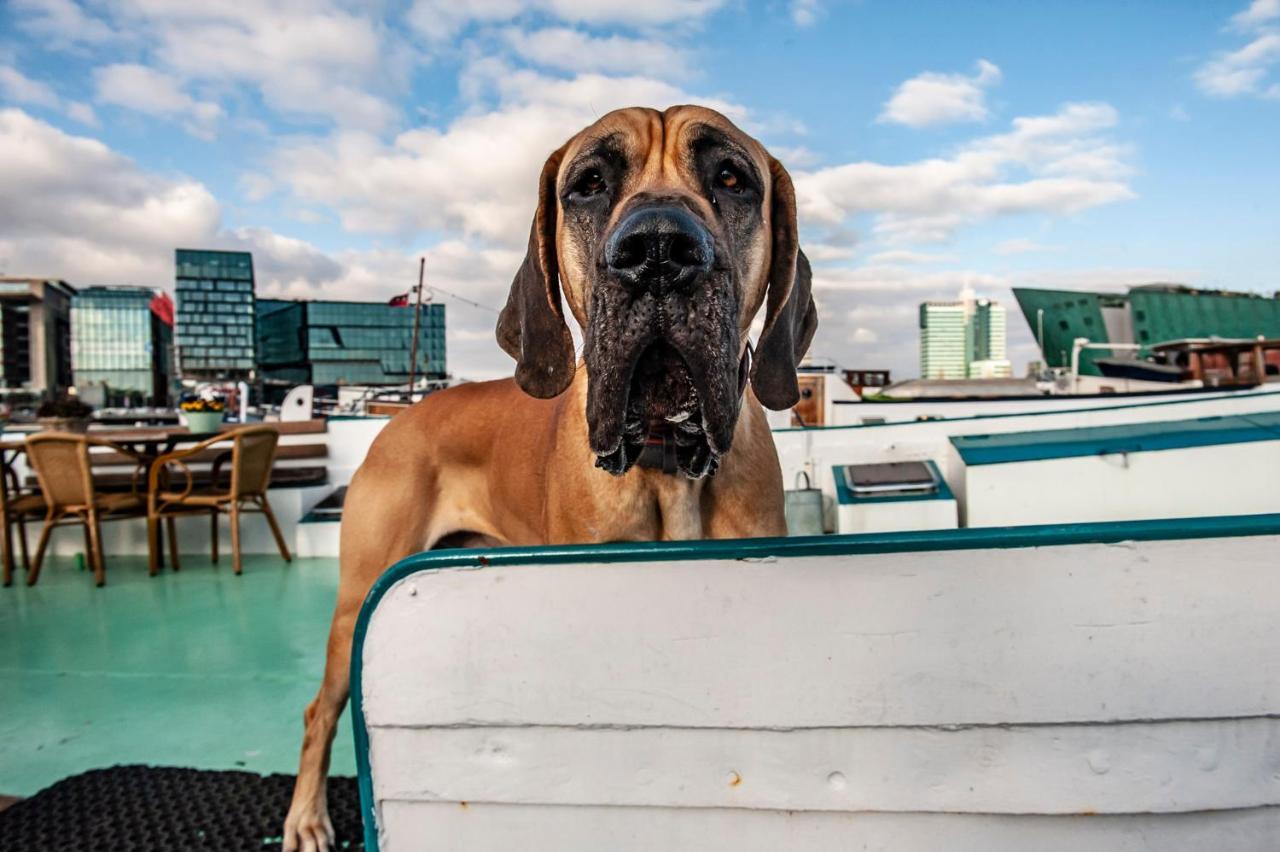Amsterdam Hotelboat Dış mekan fotoğraf